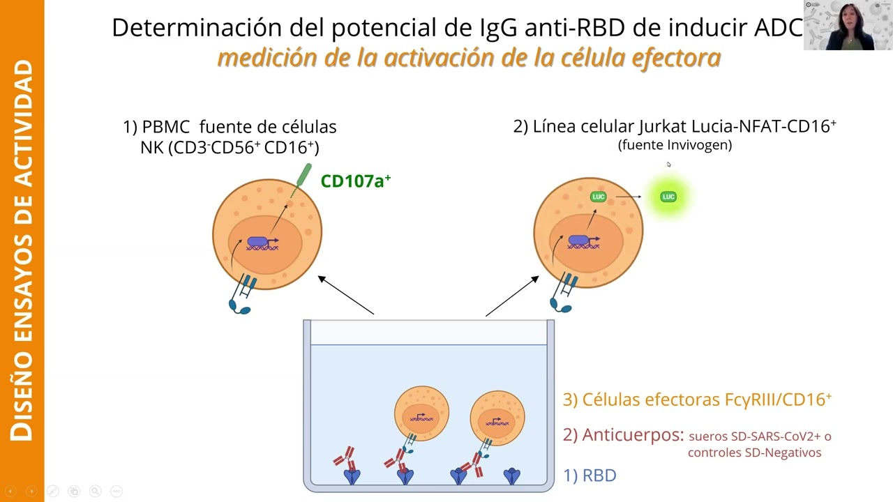 Embedded thumbnail for Desarrollo de un método para evaluar la actividad citotóxica dependiente de anticuerpos (ADCC) en sueros SARS-CoV2+ para su aplicación en la caracterización de la respuesta inmune